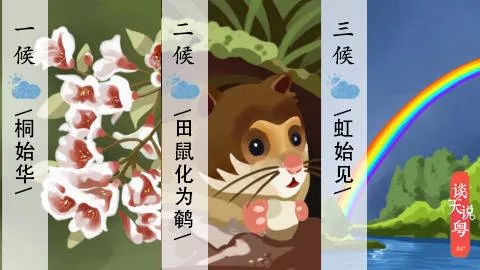 古人将清明分为三候:"一候桐始华;二候田鼠化为鹌;三候虹始见.