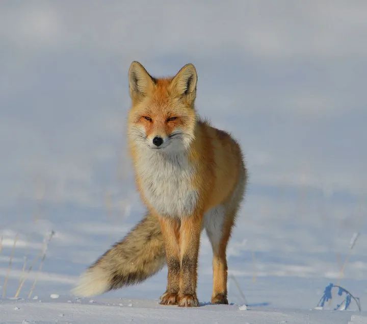 真实九尾红狐图片图片