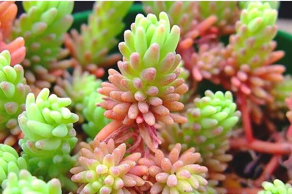 秀美61分享让这些小巧精致的护盆草点缀你的多肉拼盘