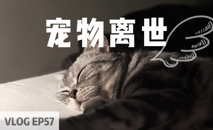 當有一天寵物離開了,我們該如何與它告別?