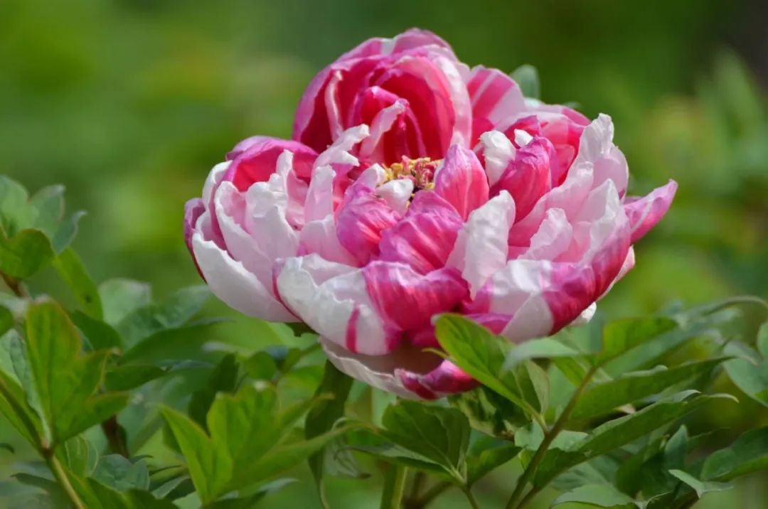 婀娜国色已绽放古园春色牡丹香