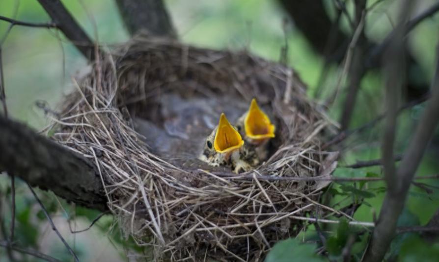 方志四川61散文林克强鸟巢缀满我的情丝