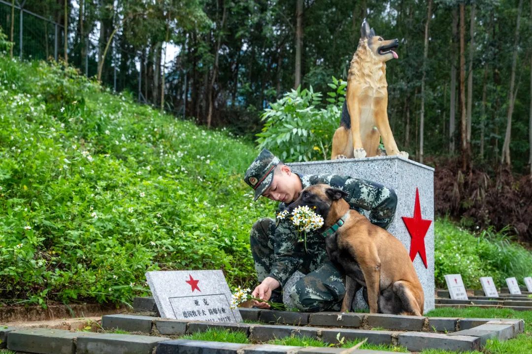 泪目!武警官兵带着军犬,雨中祭奠31只长眠地下的功勋军犬