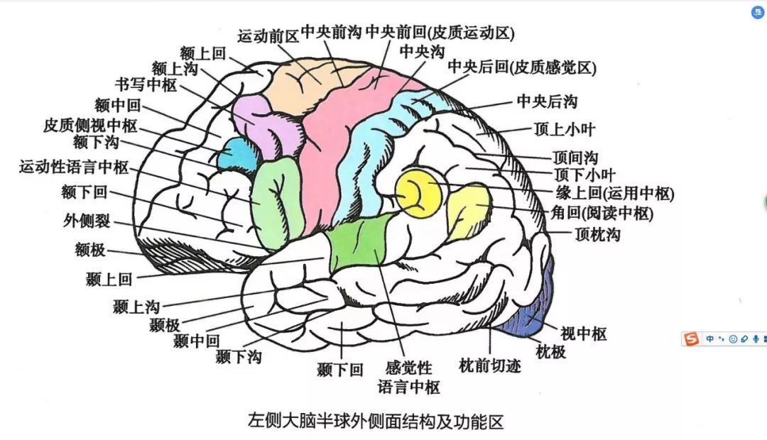 大脑小脑有区别不要盲目给孩子开发右脑