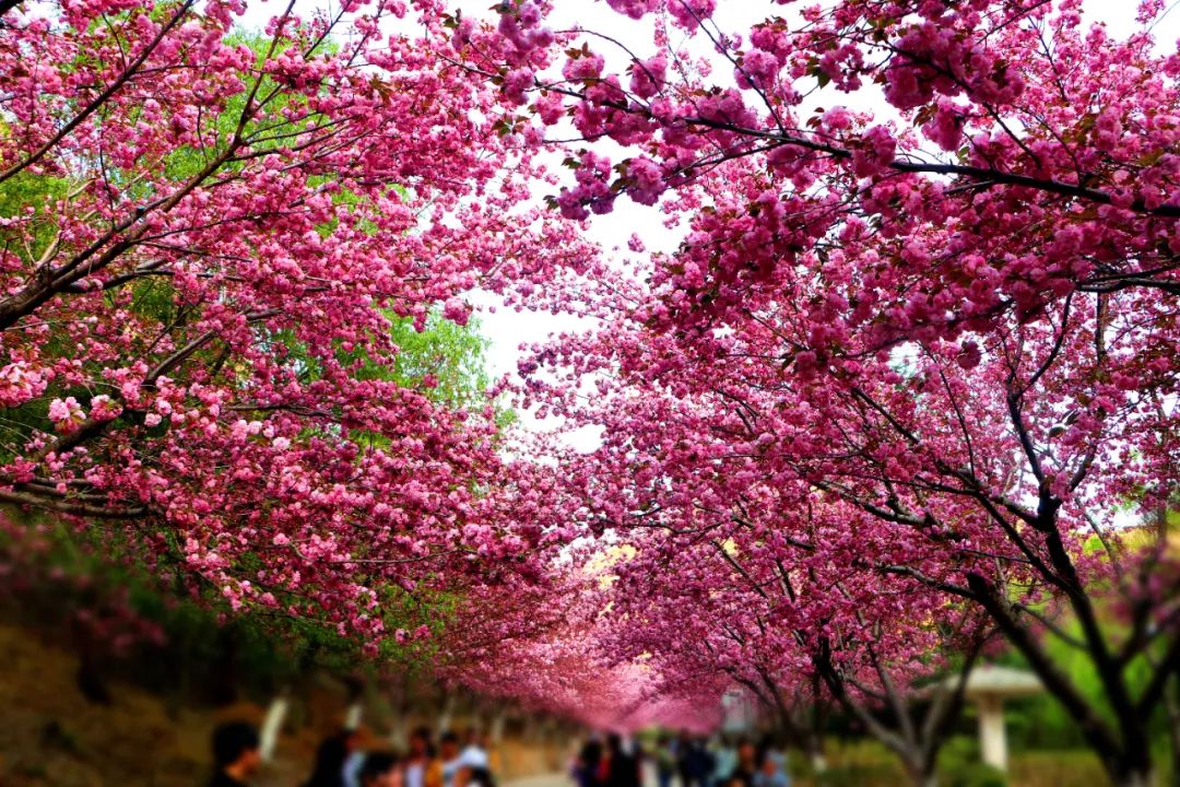 云南昭阳渔洞之春