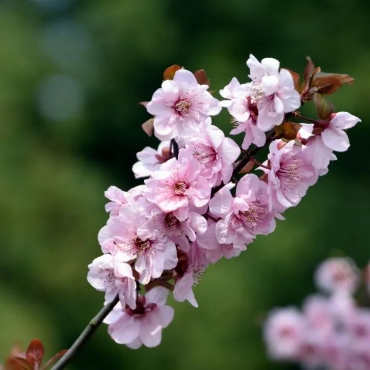 【视界】申城桃花已盛开,“云”上共赏桃满园_澎湃号·政务_澎湃新闻-The Paper