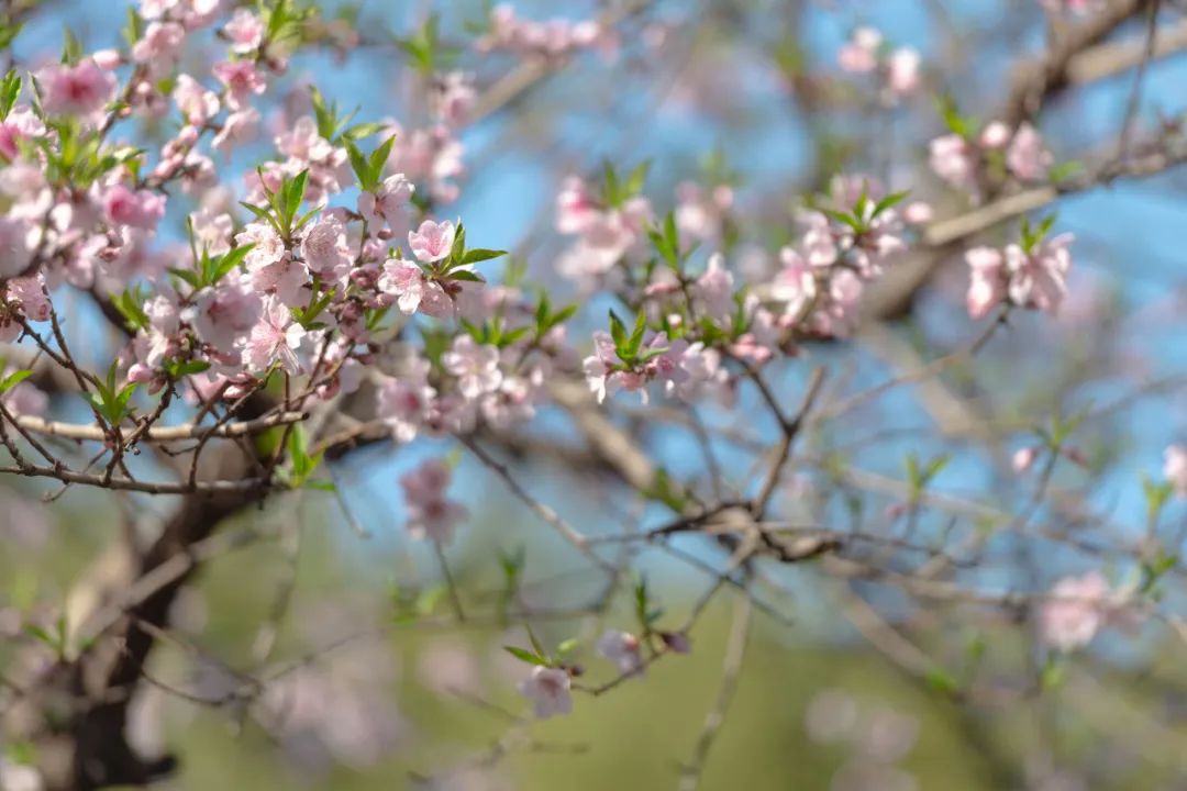 【视界】申城桃花已盛开，“云”上共赏桃满园