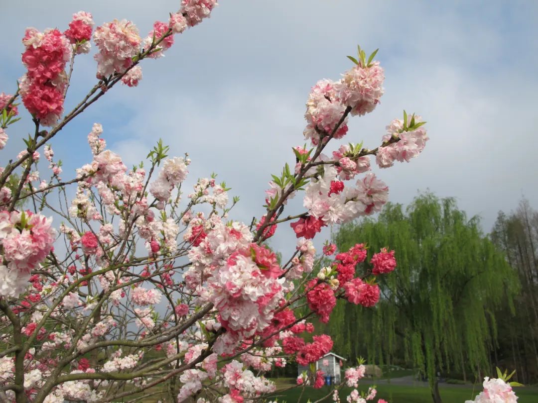 【视界】申城桃花已盛开，“云”上共赏桃满园