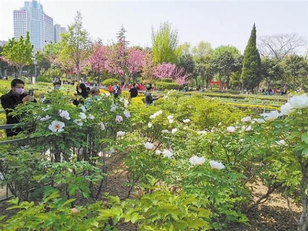 牡丹次第绽放 本周菏泽各大牡丹园进入盛花期 媒体 澎湃新闻 The Paper