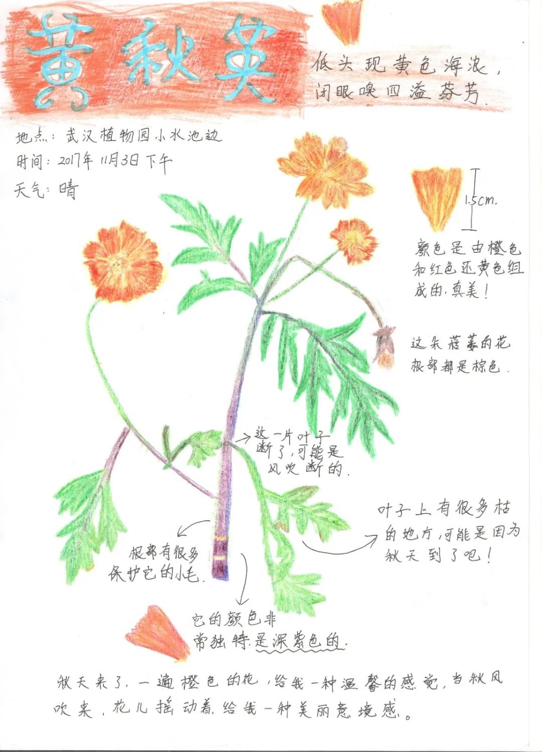 银杏叶自然笔记图片