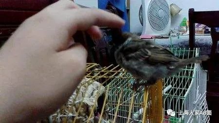 麻雀可以养家里吗 10.jpg