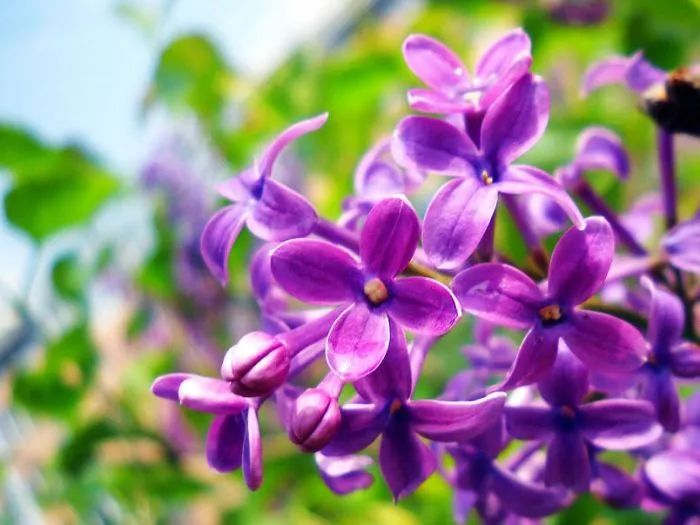 丁香已抽芽 迎春花也快开了 收好这份冰城赏花路线图