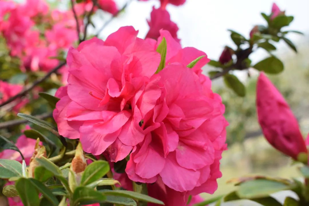 上海植物园邀您共赴一场杜鹃花的"红颜"盛会