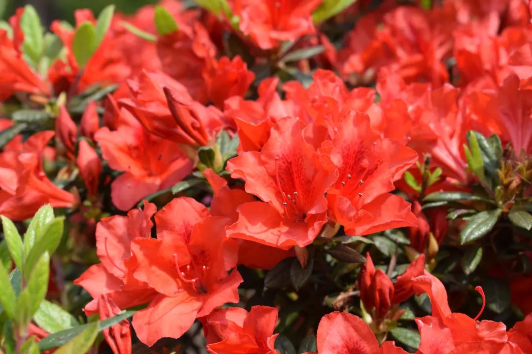 上海植物园邀您共赴一场杜鹃花的"红颜"盛会