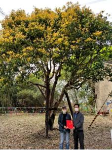 人物 青浦热心市民无偿捐赠自家百年桂花树