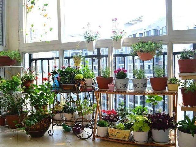 家里的自然课十九这样的阳台花园我也想拥有文末有彩蛋