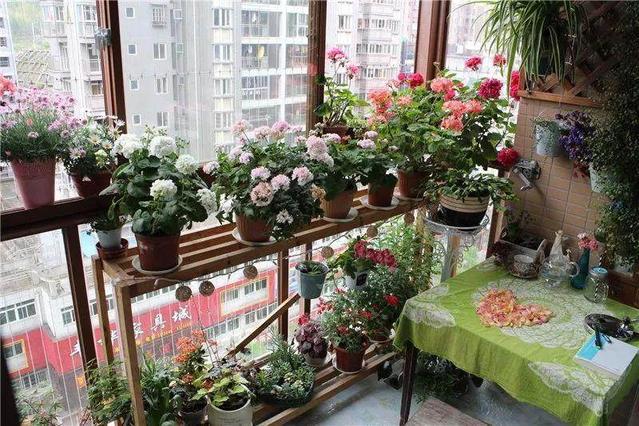 家里的自然课十九这样的阳台花园我也想拥有文末有彩蛋