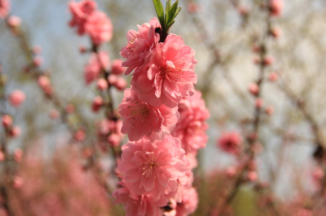 上海老底子正是桃红柳绿的时节,沪上公园里各个品种的桃花盛开,一阵