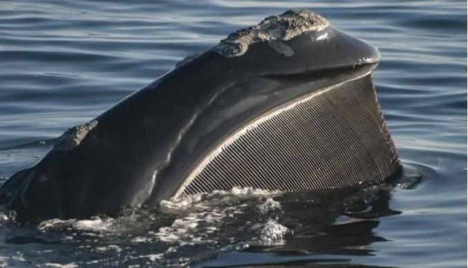 一头露脊鲸张大嘴巴,露出上颚悬挂的巨大鲸须板(08mason weinrich