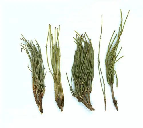 除了罂粟这几种植物也不能种