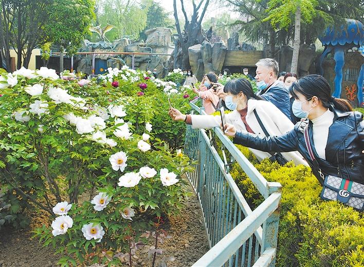 菏泽 又到牡丹飘香时 春暖花开迎客来 媒体 澎湃新闻 The Paper