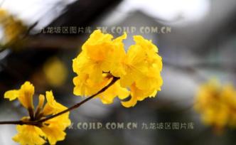 重慶主城首現！滿城盡帶“黃金甲” 黃花風鈴木驚艷九龍坡