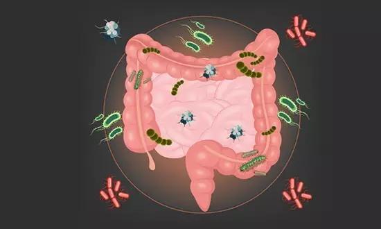 多数情况下大肠杆菌是「安分守己」的,它们常年栖居在人和动物肠道中