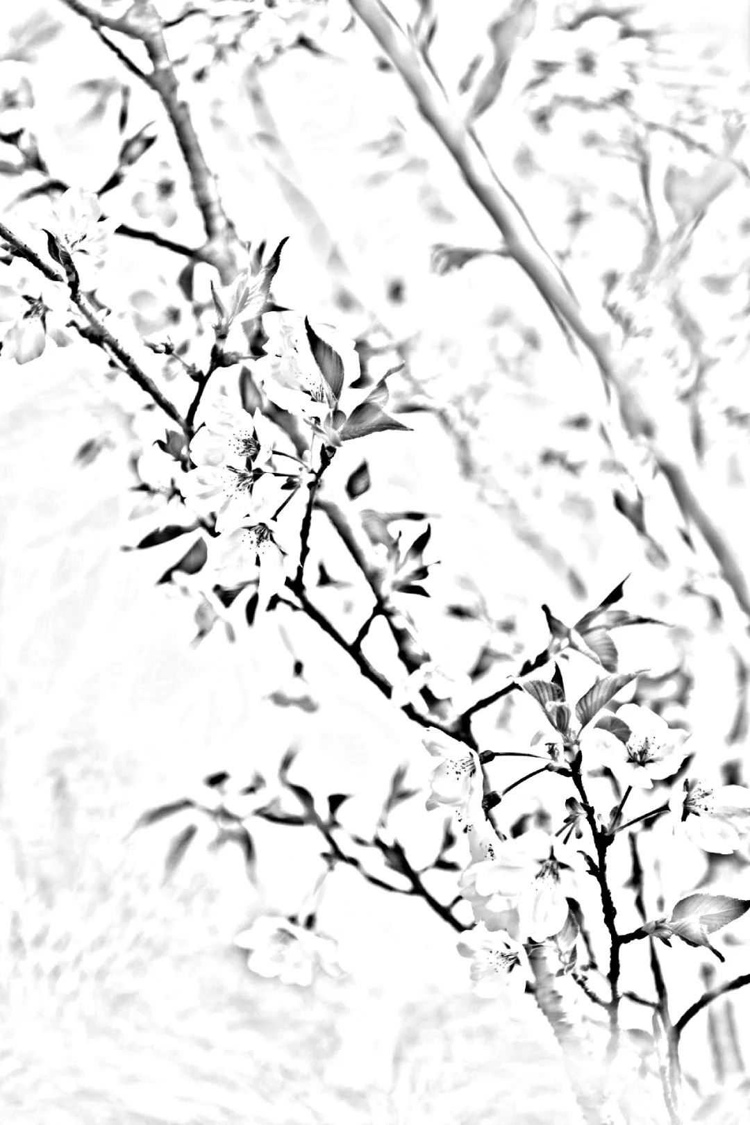 榆树梅手绘图片