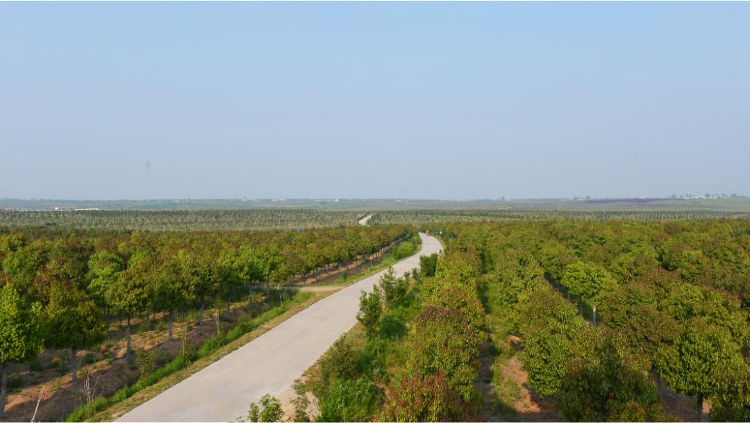 六安市舒城县河棚镇苗木基地随着复工复产脚步加快,上海市春季造林已