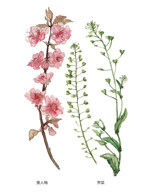 盛开的春天一起欣赏晚樱紫叶李海棠丁香美人梅榆叶梅