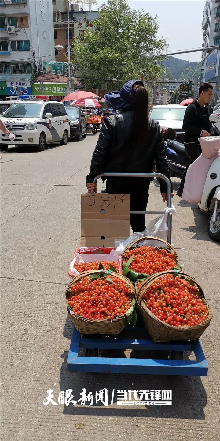 崽哟镇宁恩樱桃上市了