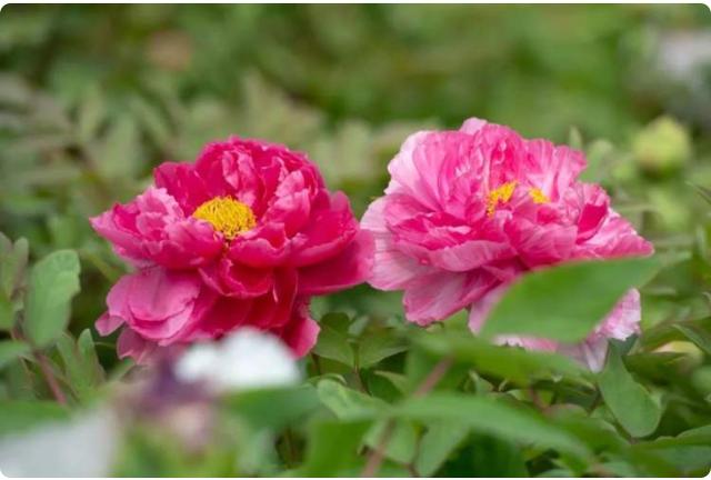 口罩挡往了病毒 挡不住扑鼻的花香和人们对生活的热爱 社会 澎湃新闻 The Paper