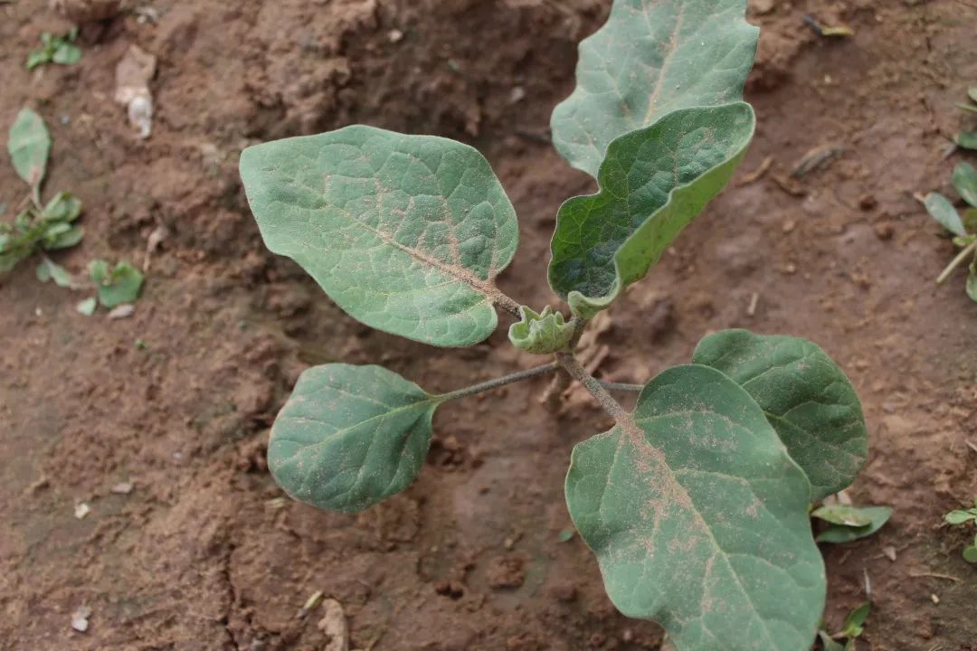 种好的竹丝茄苗魏强介绍,目前,煎茶竹丝茄国家地标基地的竹丝茄已经