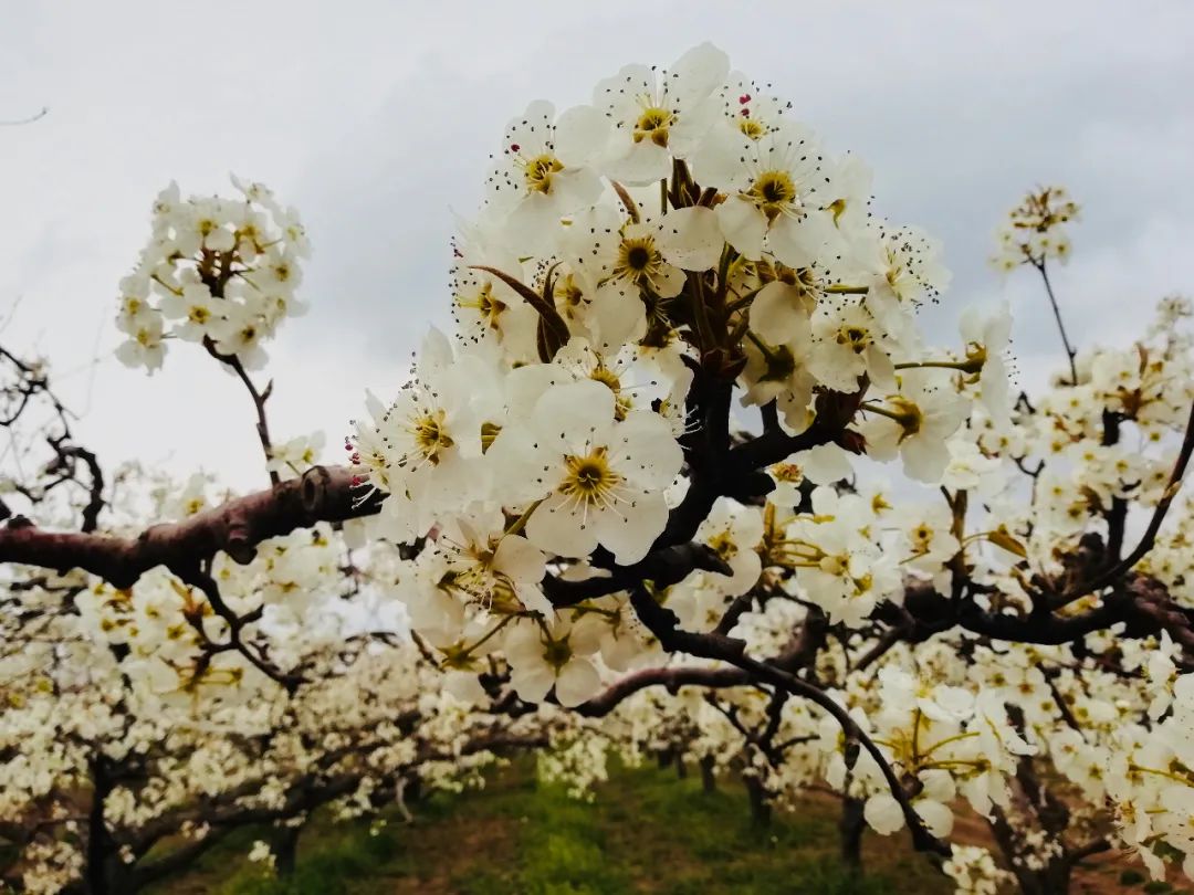 走进四月梨花湾