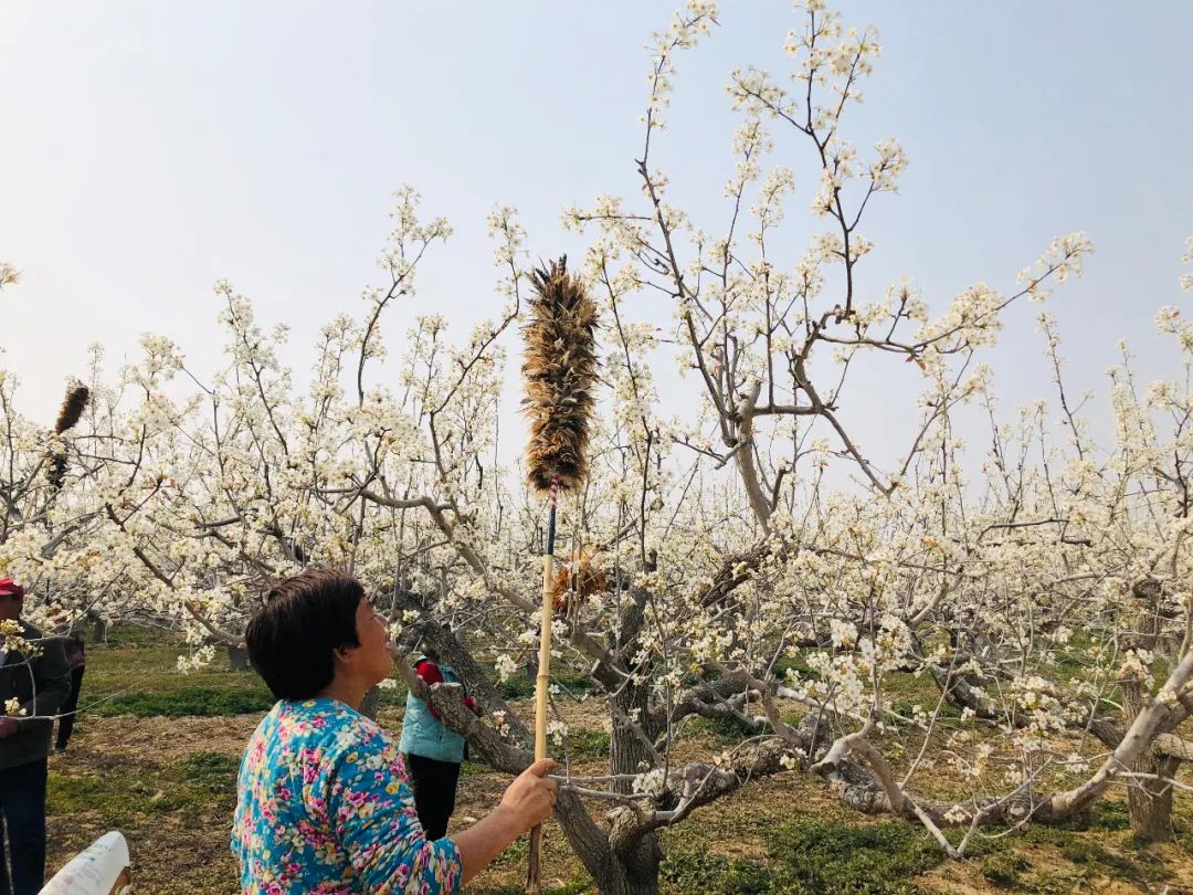 走进四月梨花湾