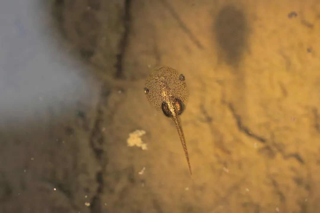 饰纹姬蛙蝌蚪如果为了学习自然科学,观察其变态过程,使用望远镜在户外