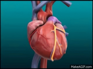 心脏收缩动态图图片