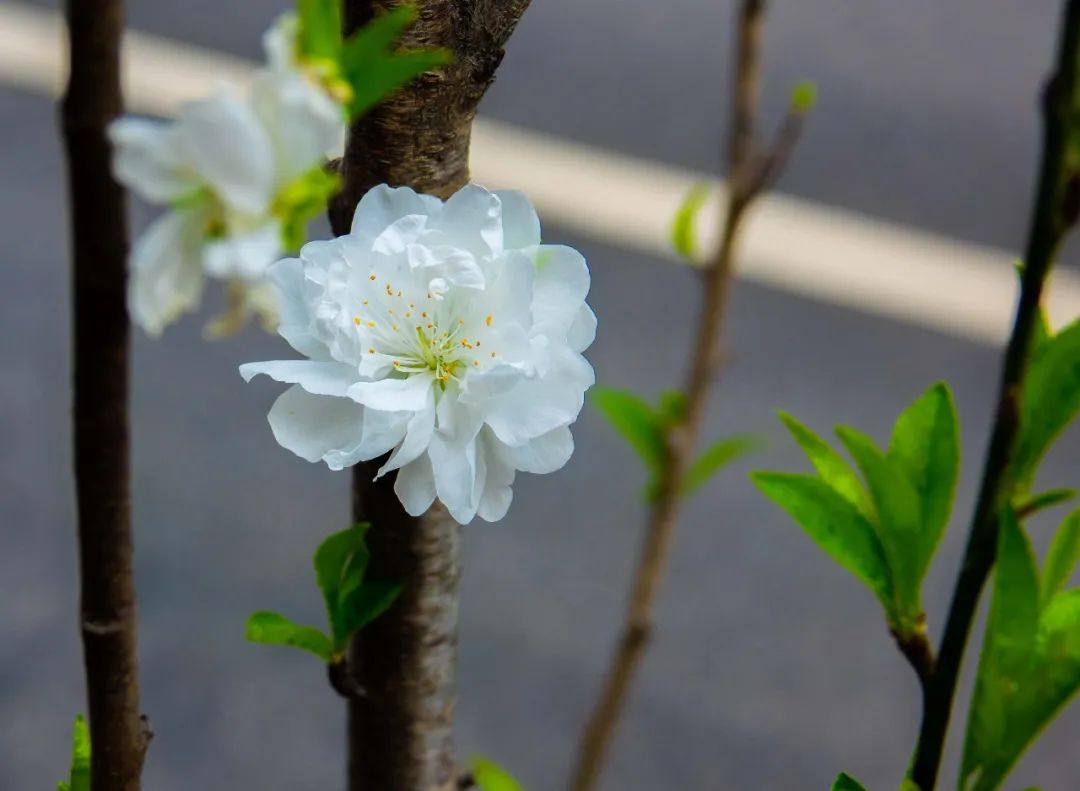 灼灼春华,一路繁花相伴!黄浦新增“打卡地”_澎湃号·政务_澎湃新闻-The Paper
