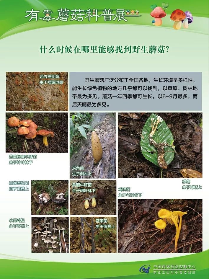 权威快来认识这些毒蘑菇