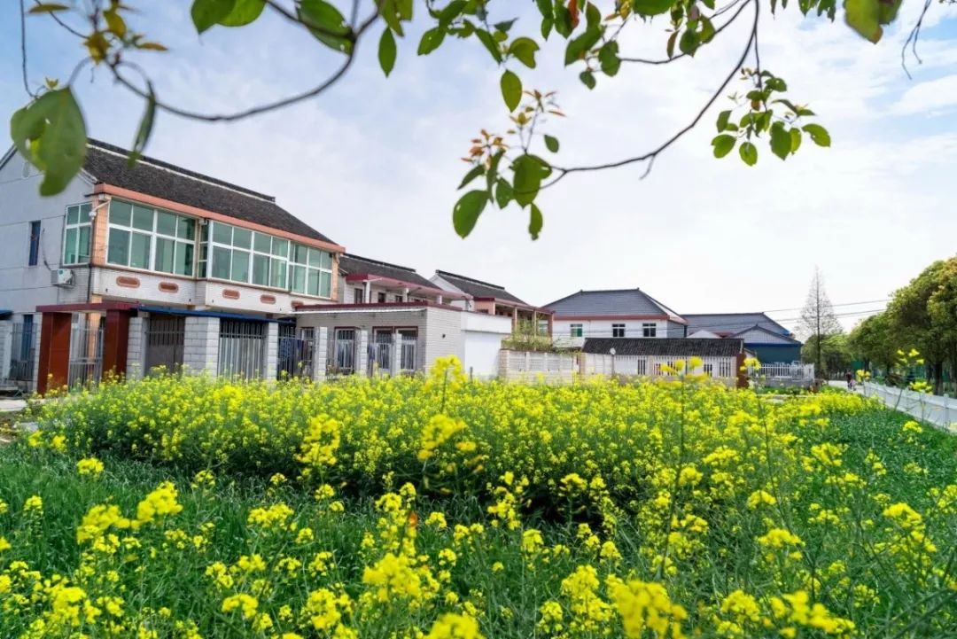 2019年度全市优秀宝山乡村振兴这样逆袭