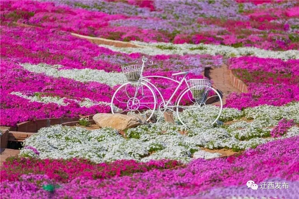 全域旅游 本周看点 雨花谷 政务 澎湃新闻 The Paper