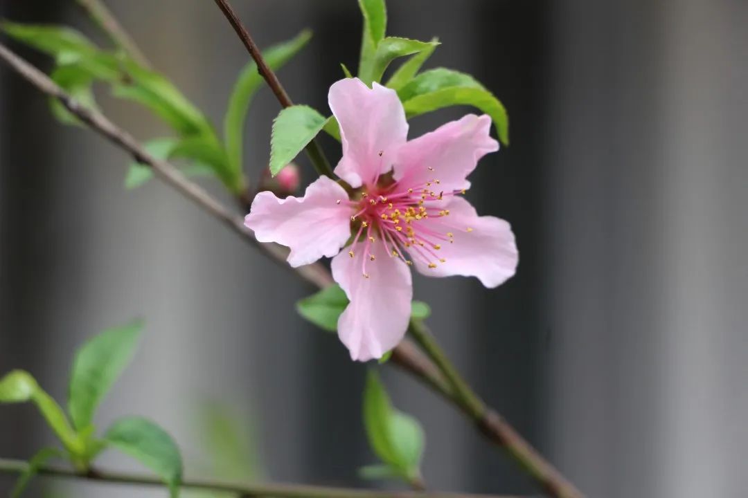 寶銘苑裡的花花草草,都在渴望著極致,如生命渴望燦爛,若歲月期盼斑斕.