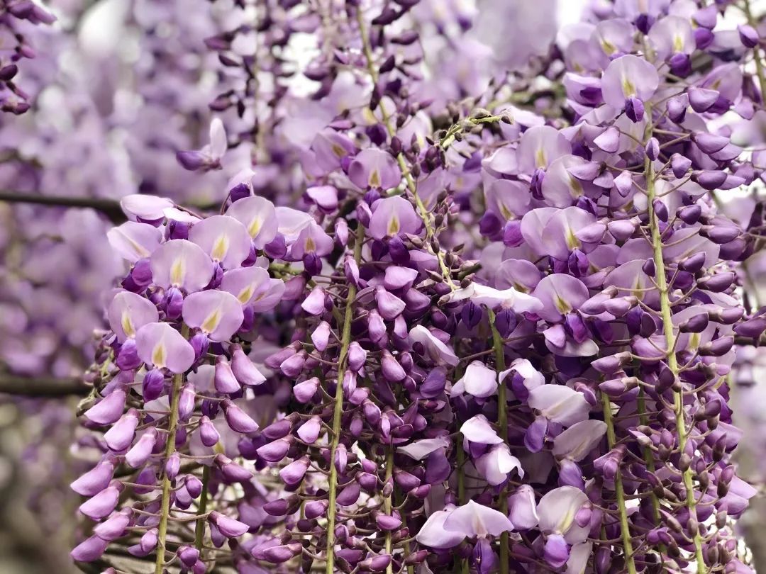 在阿拉杨浦人最熟悉的杨浦公园内,今天,再来一波"云赏花"——紫藤花