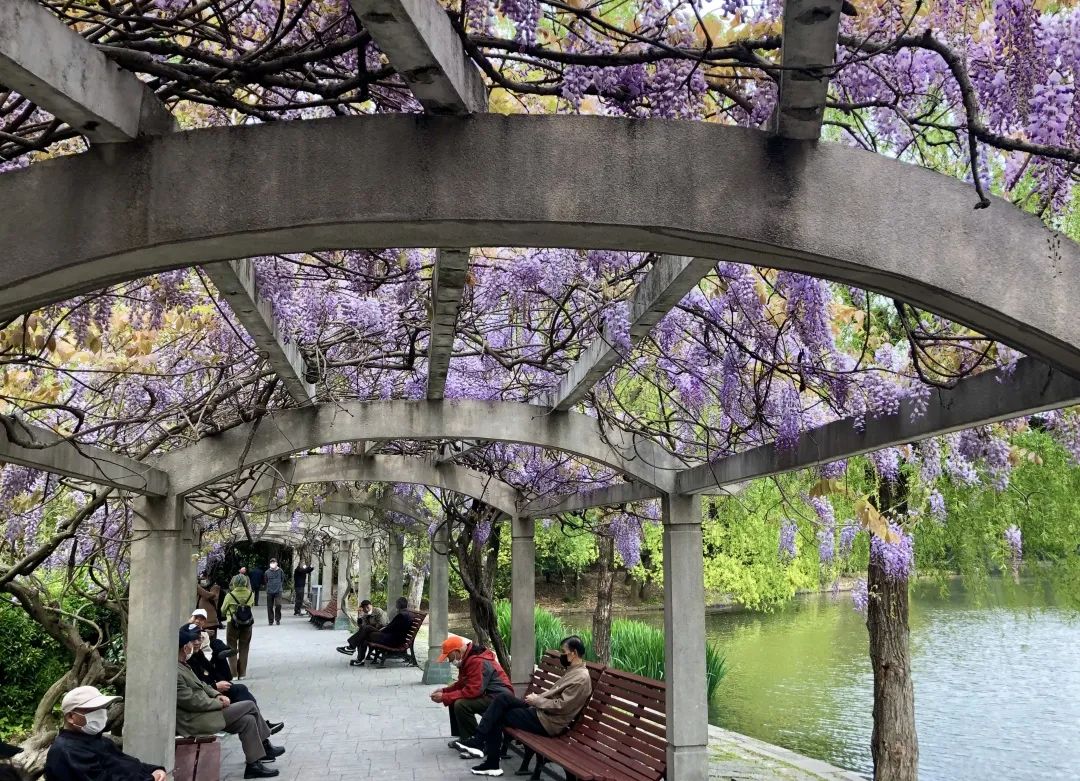 这如瀑布般倾泻而下的紫藤,有一条紫藤长廊花开正盛,杨浦公园愉湖边