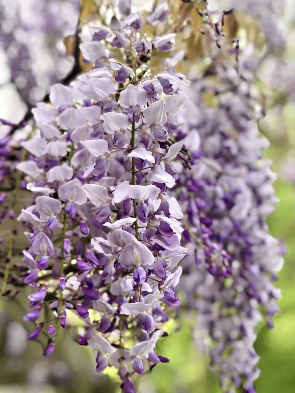 这如瀑布般倾泻而下的紫藤,有一条紫藤长廊花开正盛,杨浦公园愉湖边