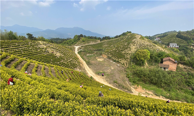 湖南衡山多模式助民脱贫致富