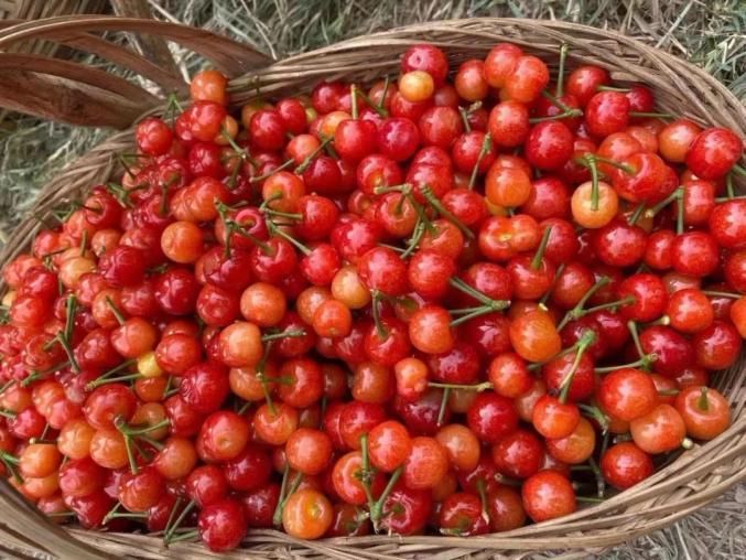 恩桃er红啦德阳出发8大樱桃采摘路线最快05h飙拢周末近郊游安排