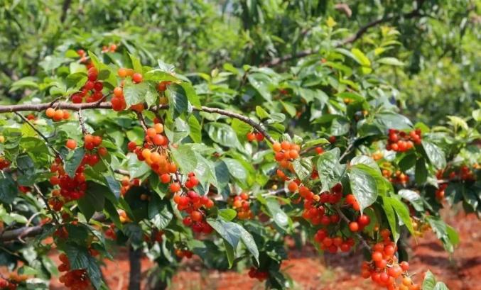 新津花桥镇也是樱桃采摘的好地方,几百亩的樱桃园基本都是天然生长