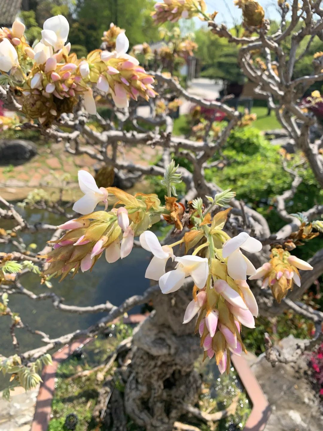 上海植物园银藤绽放