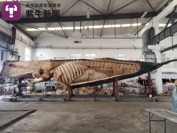 它是世界上第一只被塑化保存的抹香鲸 媒体 澎湃新闻 The Paper